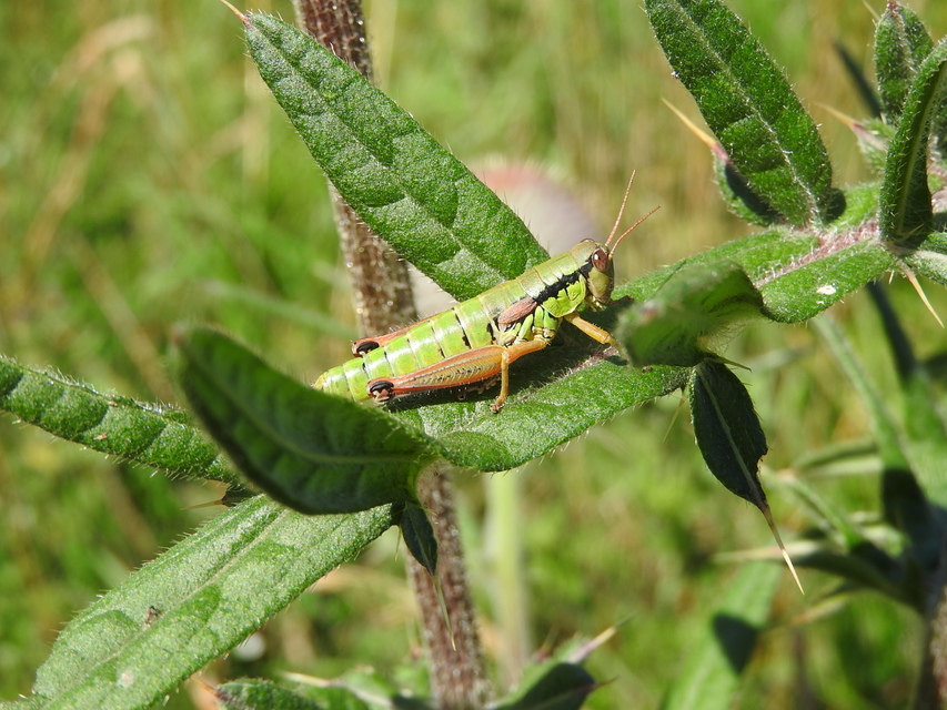 Pseudopodisma nagyi - Nagy-hegyisáska