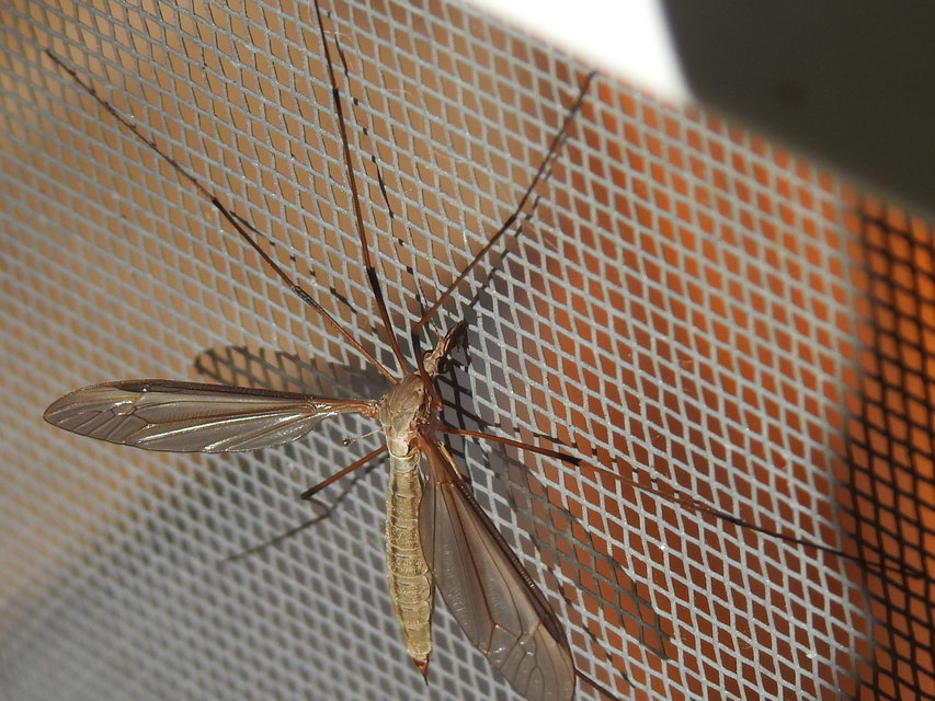 Tipula