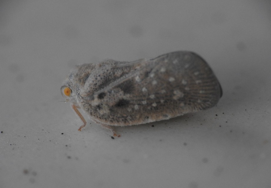 Metcalfa pruinosa - amerikai lepkekabóca