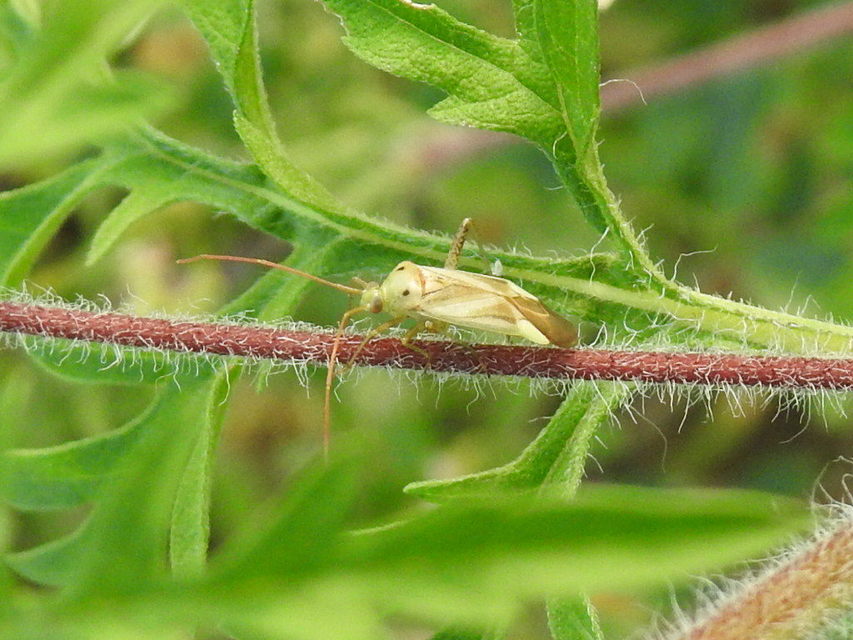 Adelphocoris lineolatus - lucernapoloska
