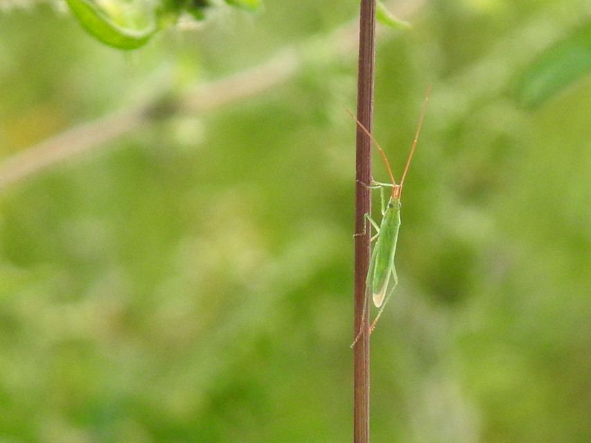 Trigonotylus
