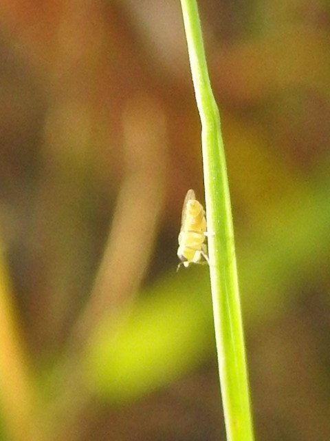 Chloropidae - gabonalegyek
