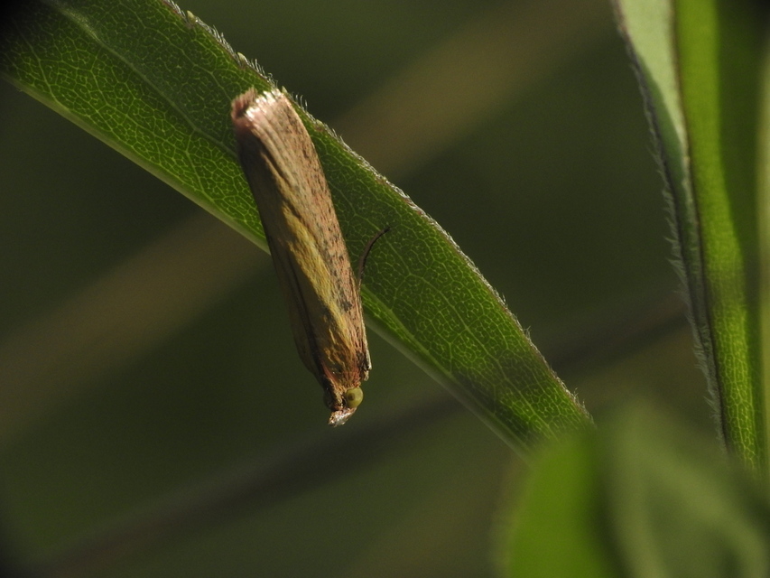 Oncocera semirubella - lucernamoly