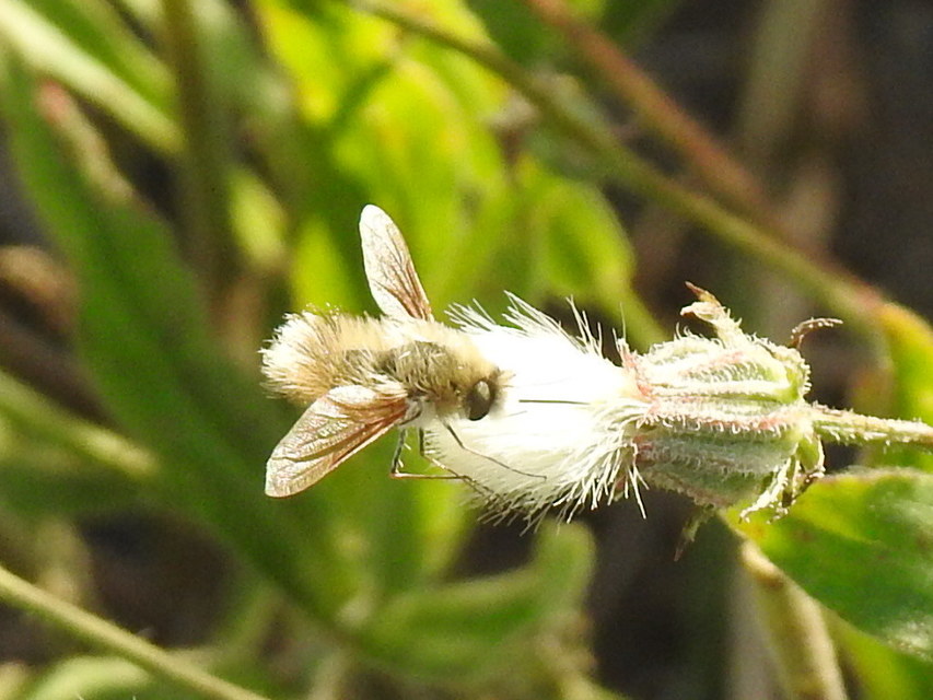 Anastoechus