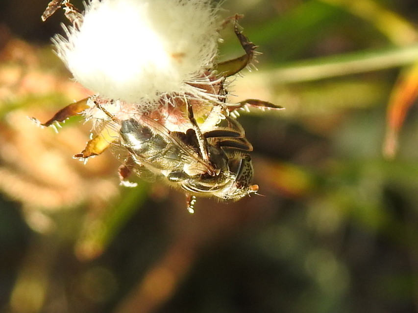 Eristalinus aeneus - bronzos foltosszeműlégy