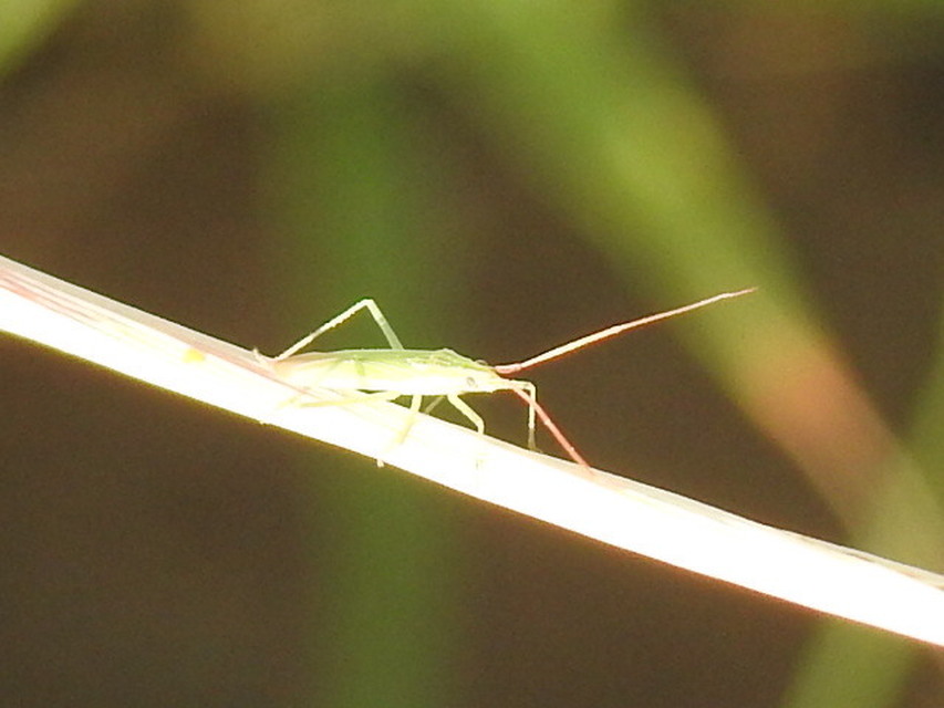 Trigonotylus caelestialium - vöröscsápú mezeipoloska
