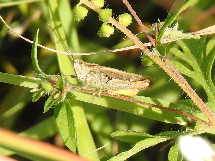 Chorthippus brunneus - közönséges tarlósáska