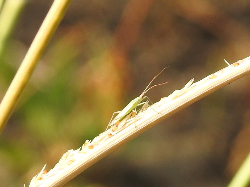 Trigonotylus caelestialium - vöröscsápú mezeipoloska