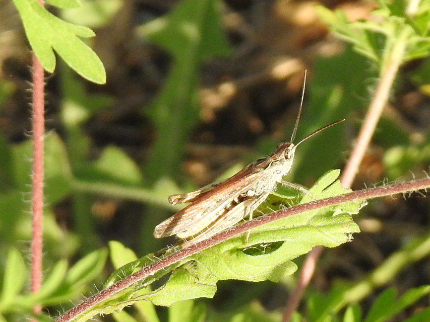 Chorthippus mollis - halk tarlósáska