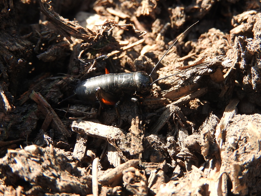 Gryllus campestris - mezei tücsök