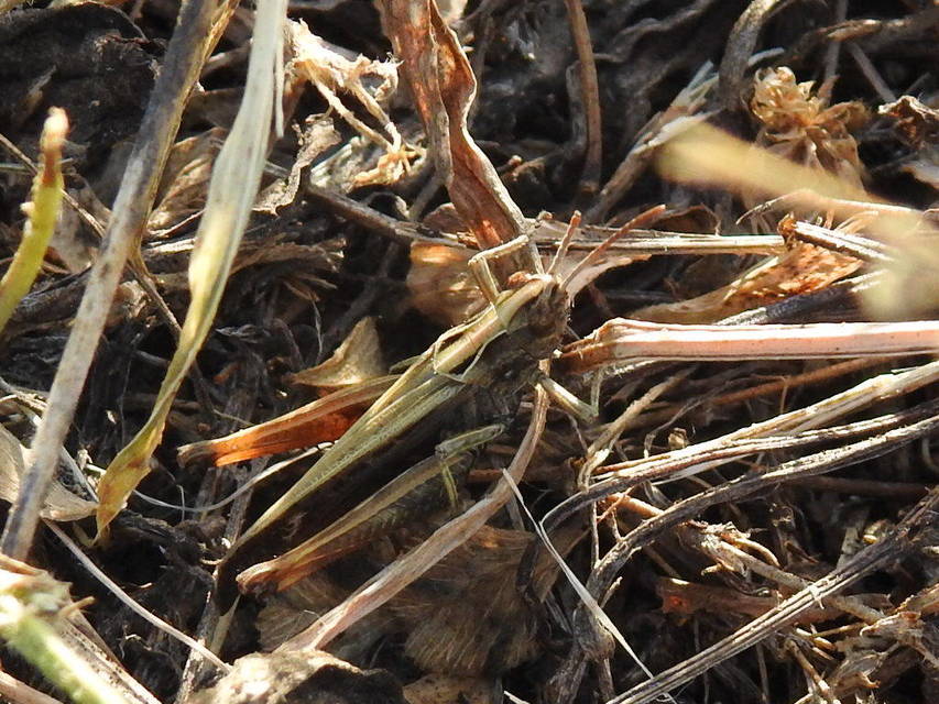 Omocestus rufipes - vöröshasú tarlósáska
