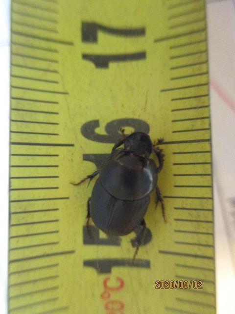 Onthophagus taurus - szarvas trágyatúró