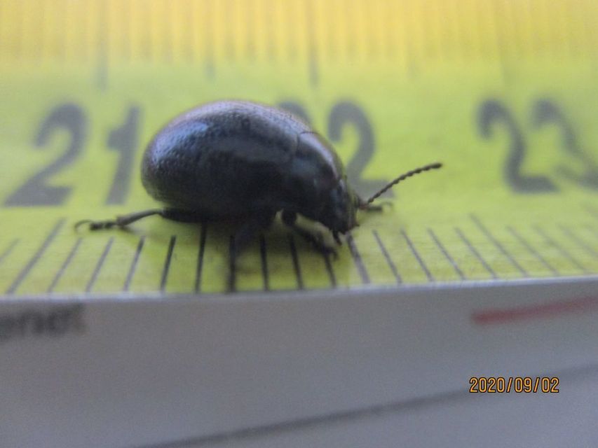 Chrysolina haemoptera - mezei levélbogár