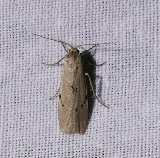 Pelosia muscerda - hamvas zuzmószövő