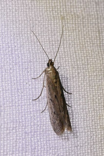Homoeosoma nebulella - napraforgómoly