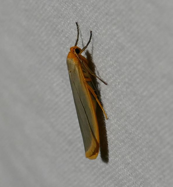 Eilema complana - közönséges zuzmószövő