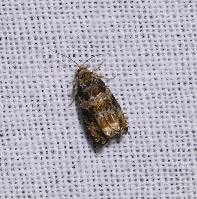 Celypha flavipalpana - öthorgú tükrösmoly
