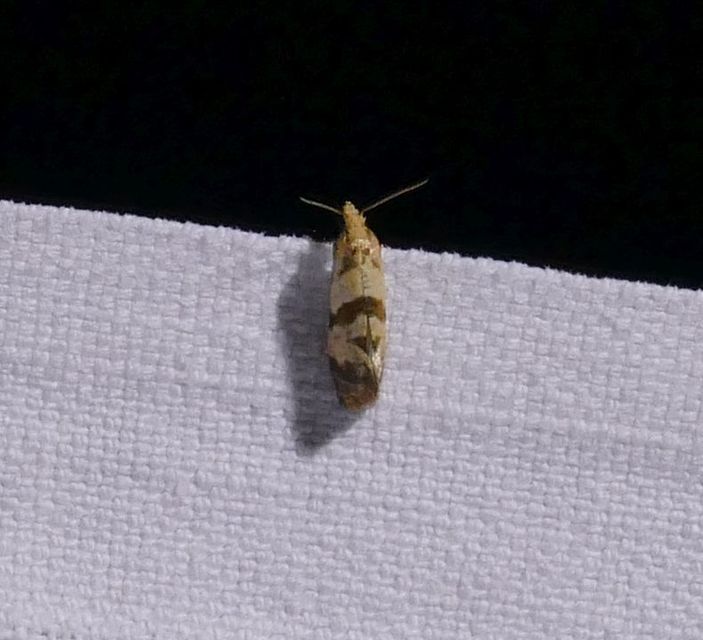 Phalonidia contractana - pipitér-fúrómoly