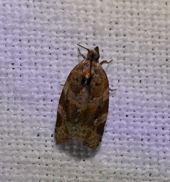 Argyrotaenia ljungiana - ékes sodrómoly