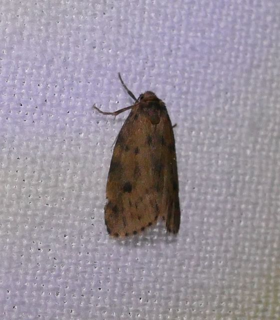 Thumata senex - mocsári medvelepke