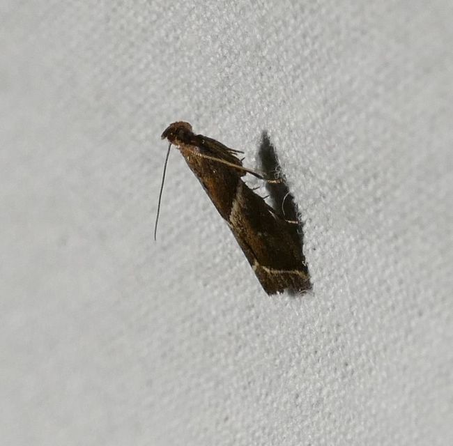 Nyctegretis lineana - agátszínű karcsúmoly