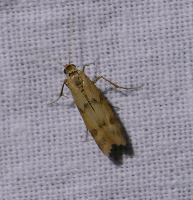 Homoeosoma sinuella - agyagsárga karcsúmoly