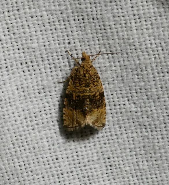 Celypha lacunana - vízparti tükrösmoly