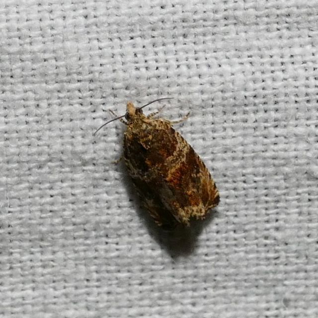 Celypha flavipalpana - öthorgú tükrösmoly