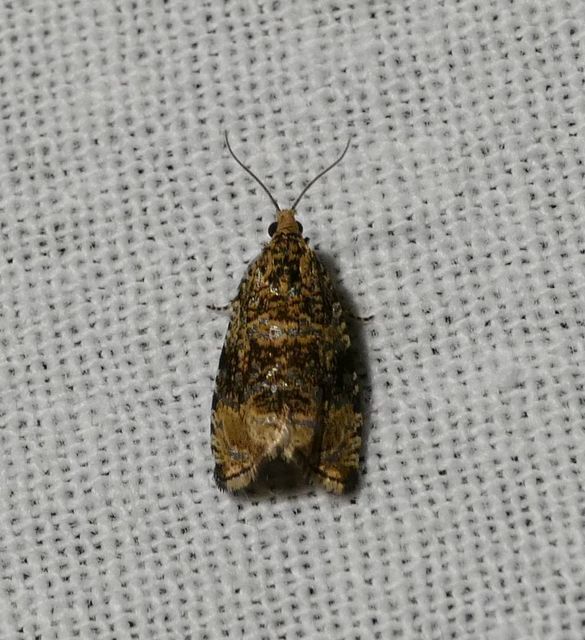 Celypha lacunana - vízparti tükrösmoly