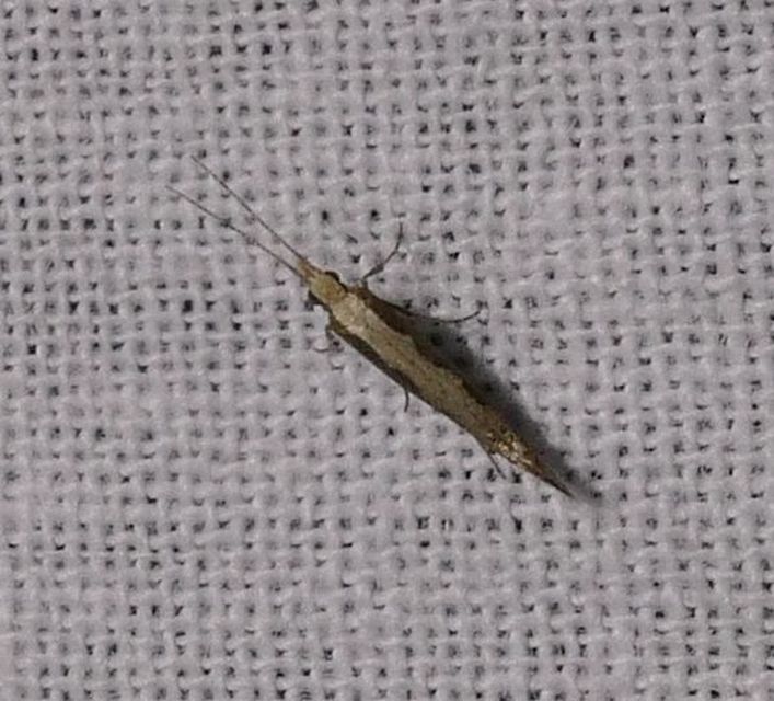 Plutella xylostella - káposztamoly