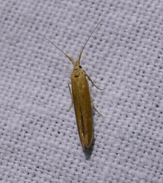 Coleophora