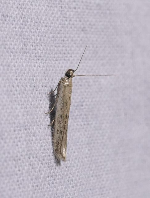 Homoeosoma nebulella - napraforgómoly