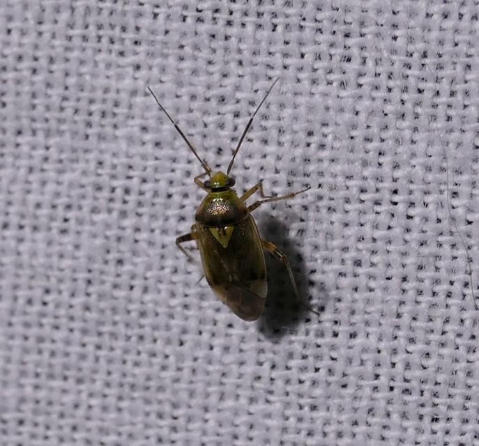 Lygus gemellatus - világoszöld mezeipoloska