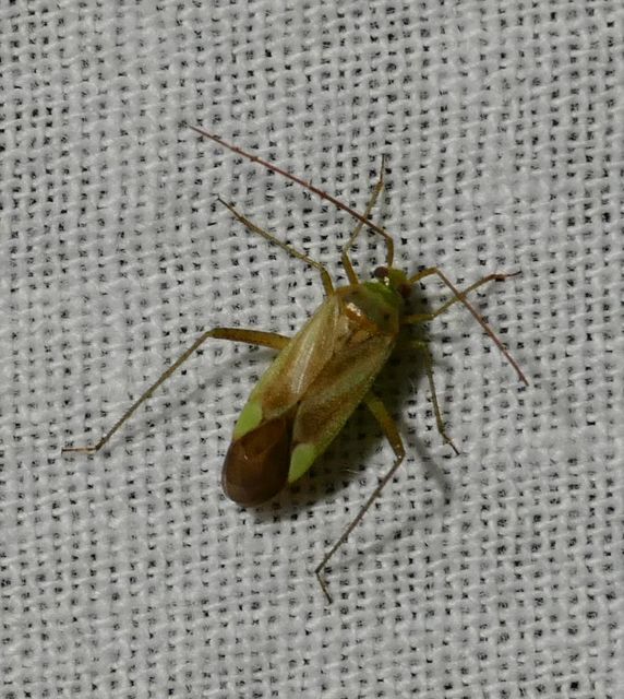 Adelphocoris lineolatus - lucernapoloska