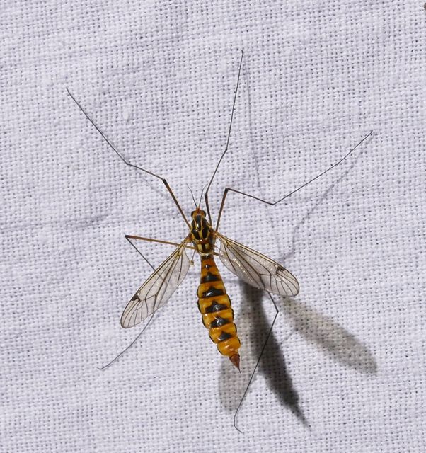 Nephrotoma scalaris