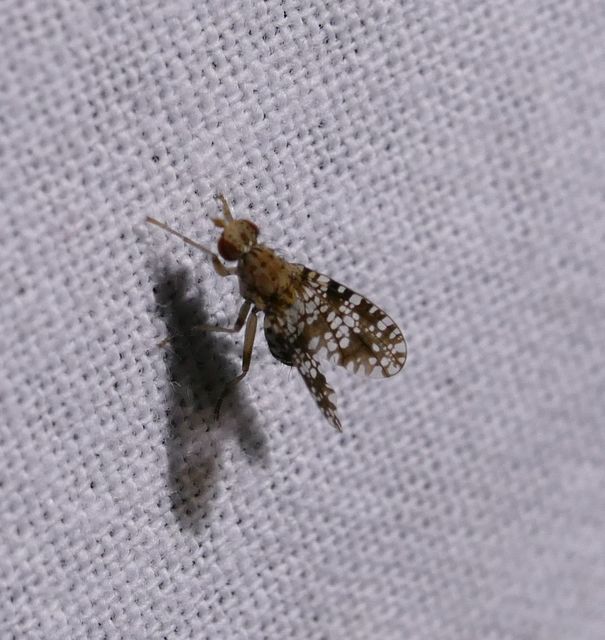 Trypetoptera punctulata - pirosszemű szarvaslégy