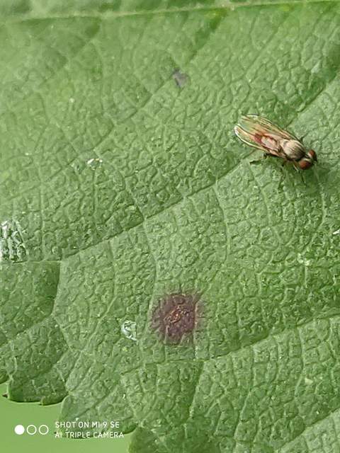 Platypezidae - kormoslegyek