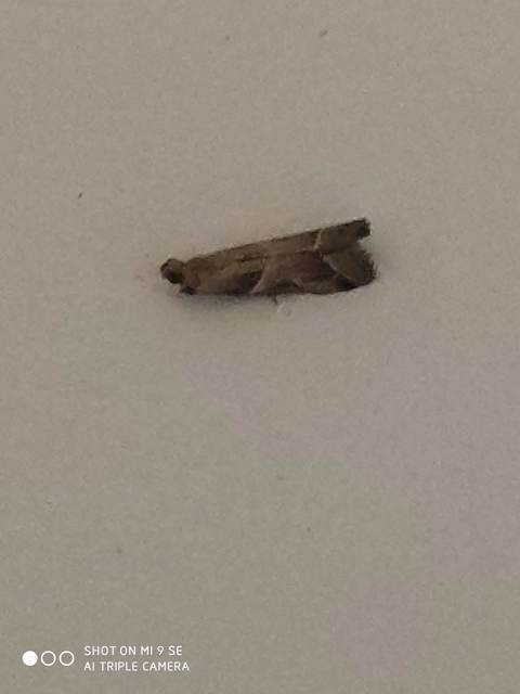 Nyctegretis lineana - agátszínű karcsúmoly