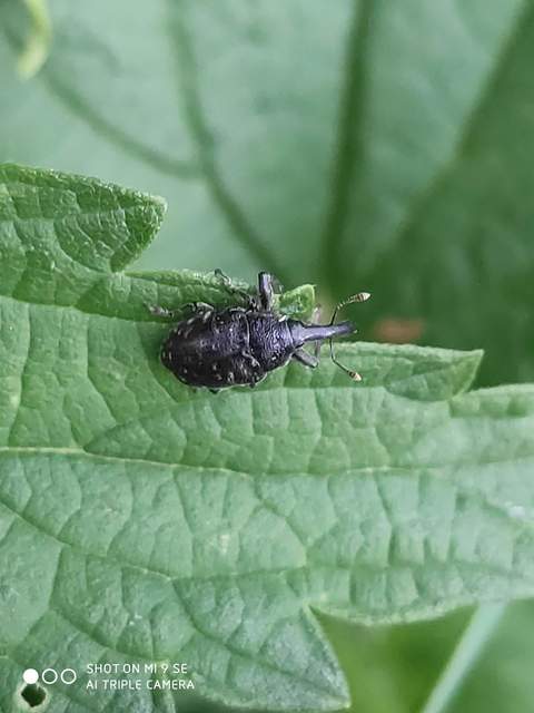 Larinus sturnus - aszat-púderbarkó