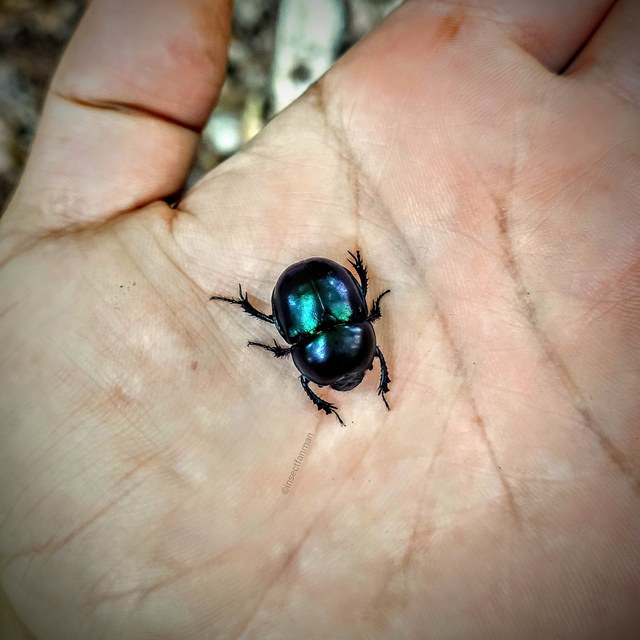 Trypocopris vernalis - tavaszi álganéjtúró