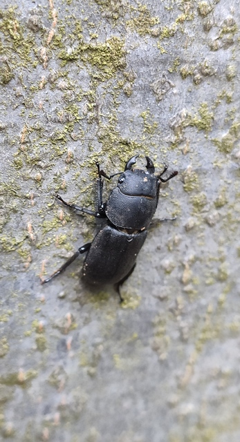 Dorcus parallelipipedus - kis szarvasbogár
