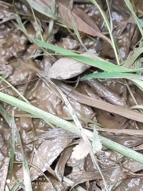 Nepa cinerea - víziskorpió