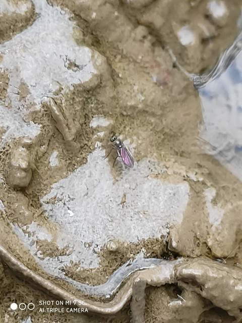 Dolichopodidae - szúnyoglábú legyek