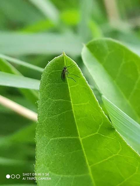 Cecidomyiidae - gubacsszúnyogok
