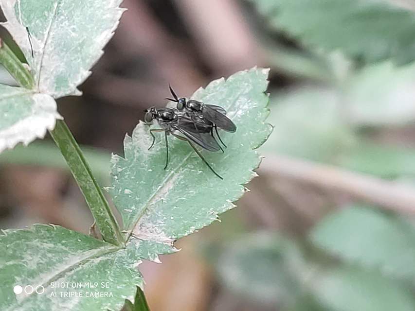 Rhaphium