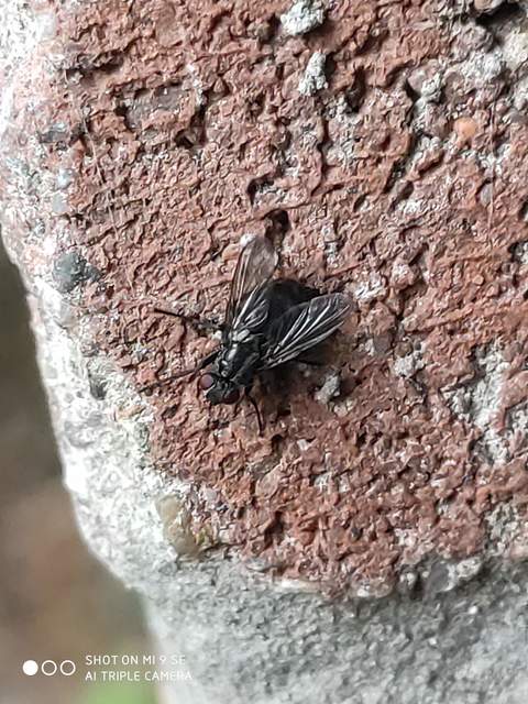 Phyto melanocephala