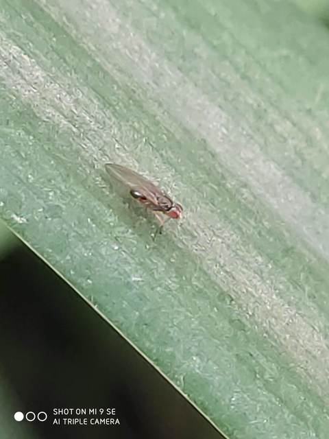 Scaptomyza