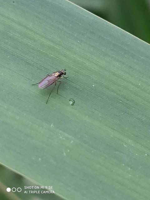 Dolichopodidae - szúnyoglábú legyek