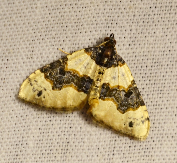 Cosmorhoe ocellata - szemes galajaraszoló