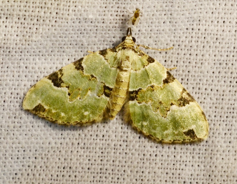 Colostygia pectinataria - zöld levélaraszoló